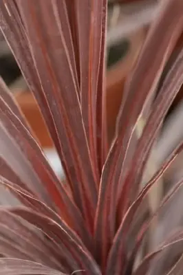 CORDYLINE 'Red Star'