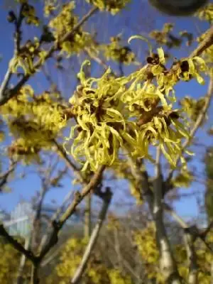 HAMAMELIS x intermedia 'Pallida' - image 1