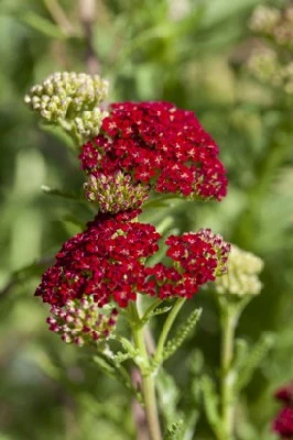 ACHILLEA millefolium 'Red Velvet' - image 1