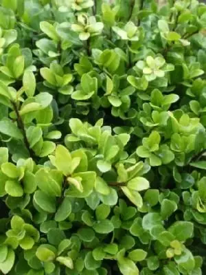 Ilex crenata on sale dark green