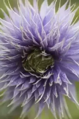 CLEMATIS 'Multi Blue'