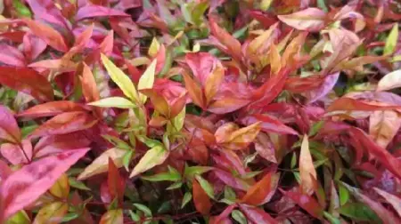 NANDINA domestica 'Fire Power'