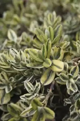 VERONICA 'Silver Queen'