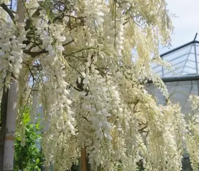 WISTERIA floribunda 'Longissima Alba'