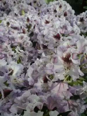 RHODODENDRON 'Blaue Jungs' - image 1