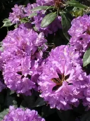 RHODODENDRON 'Purpureum Grandiflorum'