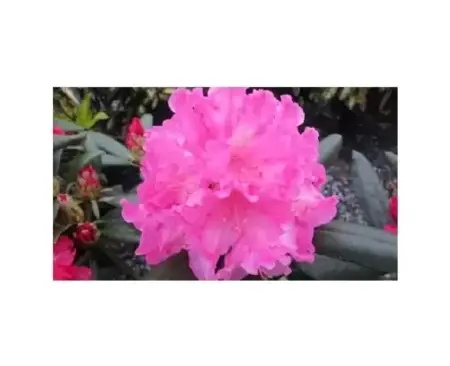 RHODODENDRON 'Kalinka'