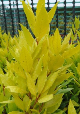 LAURUS nobilis 'Aurea'
