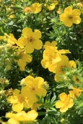 POTENTILLA fruticosa 'Goldfinger'
