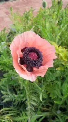 PAPAVER orientale 'Prinzessin Victoria Louise'