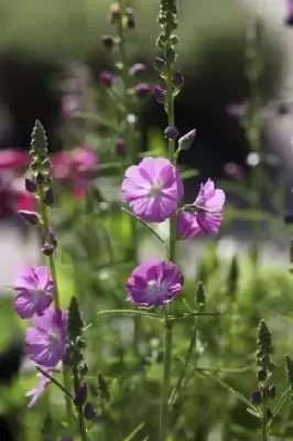 SIDALCEA 'Party Girl'