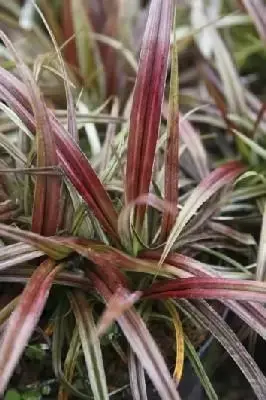 ASTELIA nervosa 'Westland'