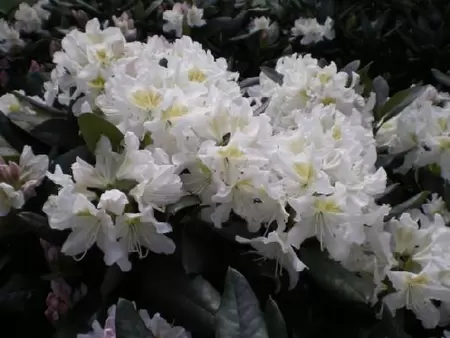 RHODODENDRON 'Cunningham's White'