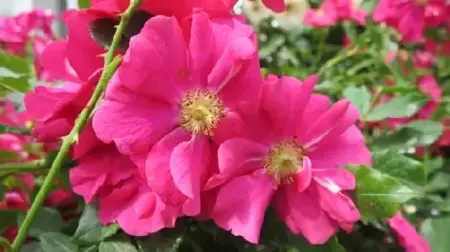 ROSA 'Berkshire' - image 1
