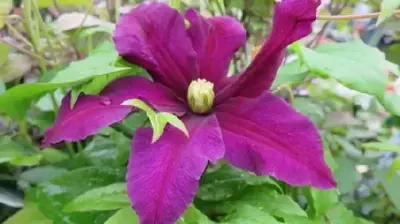 CLEMATIS 'Niobe' - image 2