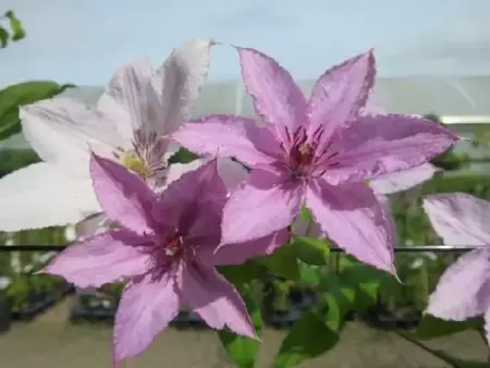 CLEMATIS 'Hagley Hybrid'