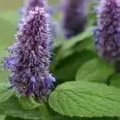 AGASTACHE rugosa