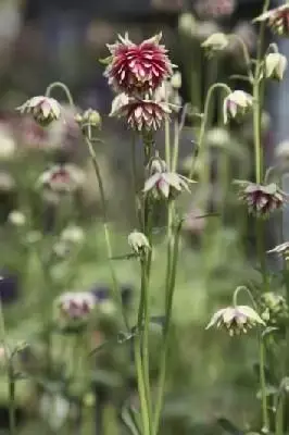 AQUILEGIA vulgaris stellata 'Nora Barlow' - image 1