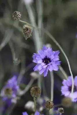 CATANANCHE caerulea