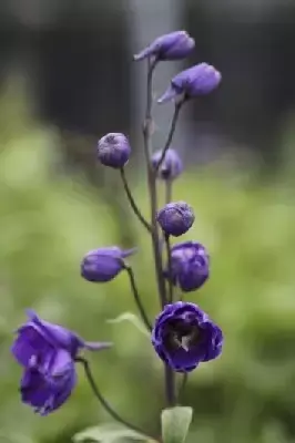 DELPHINIUM 'Dark Blue Dark Bee'