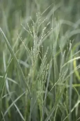 PANICUM virgatum 'Heavy Metal'