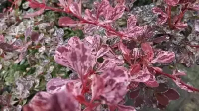 BERBERIS thunbergii 'Rose Glow'