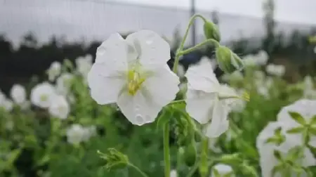 GERANIUM phaeum 'Album'