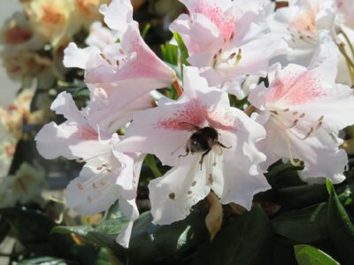 RHODODENDRON 'Furnivall's Daughter'