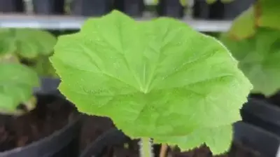 ASTILBOIDES tabularis