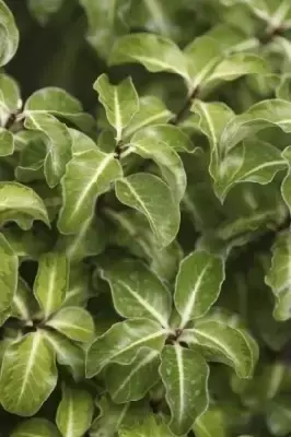 PITTOSPORUM tenuifolium 'Gold Star'