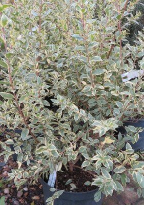 MYRTUS communis 'Variegata' - image 3