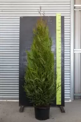 THUJA plicata 'Atrovirens'