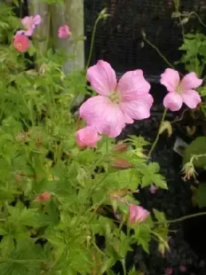 GERANIUM x oxonianum 'Wargrave Pink'