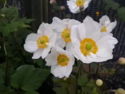 ANEMONE x hybrida 'Honorine Jobert'