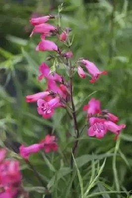 PENSTEMON 'Andenken An Friedrich Hahn' - image 1