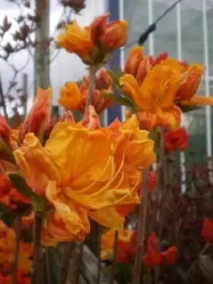 AZALEA 'Glowing Embers'