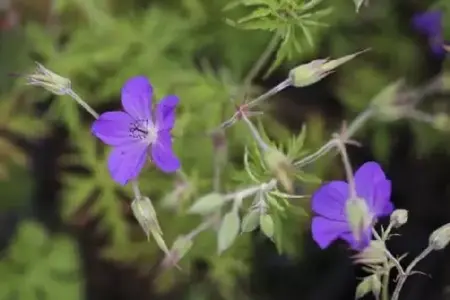 GERANIUM clarkei 'Kashmir Purple'