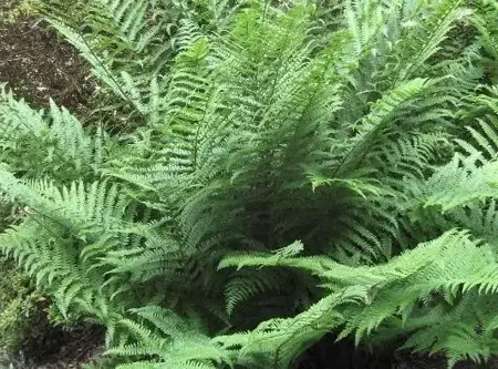 DRYOPTERIS filix-mas - image 1