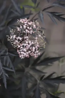 SAMBUCUS nigra 'Black Lace' - image 2