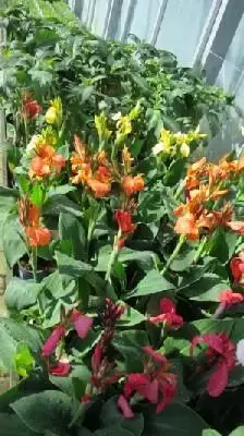 CANNA mixed - image 1