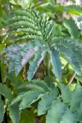 MELIANTHUS major
