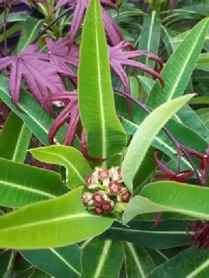 EUPHORBIA mellifera - image 3