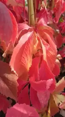 PARTHENOCISSUS quinquefolia