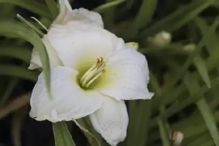 HEMEROCALLIS 'Gentle Shepherd'