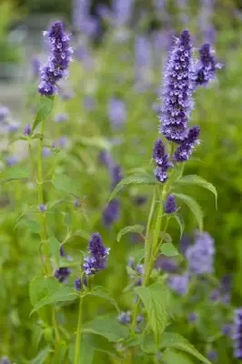 AGASTACHE 'Blue Fortune' - image 2