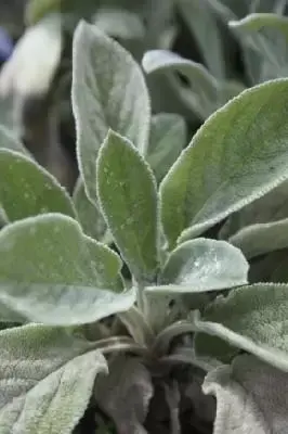 STACHYS byzantina 'Big Ears'