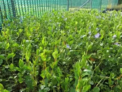 VINCA major