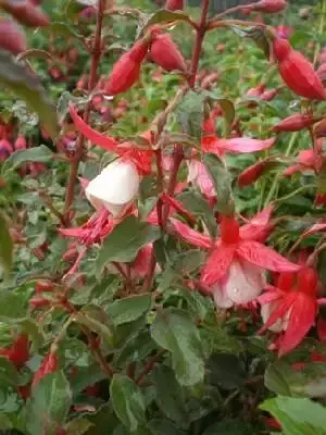 FUCHSIA 'Alice Hoffman'