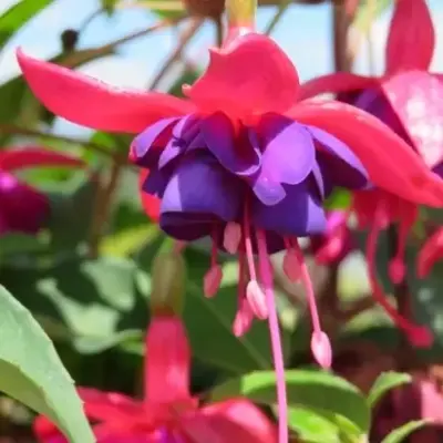 FUCHSIA 'Mrs Popple'