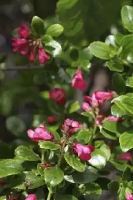 ESCALLONIA 'Pride of Donard'